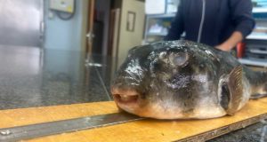Encuentran dos nuevos peces globo en España, una especie propia de aguas tropicales, y alertan de la tropicalización de los mares hispánicos