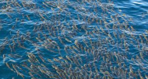 Una simple prueba para saber el sexo del salmón coho puede revolucionar la acuicultura