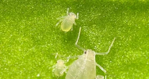 Insecticidas naturales elaborados mediante nanotecnología prometen poner en jaque a los pulgones de los cultivos