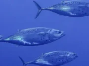 La bacoreta del Atlántico y la del Mediterráneo son especies distintas