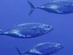 La bacoreta del Atlántico y la del Mediterráneo son especies distintas