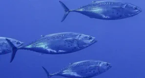 La bacoreta del Atlántico y la del Mediterráneo son especies distintas