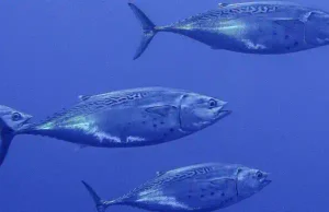 La bacoreta del Atlántico y la del Mediterráneo son especies distintas