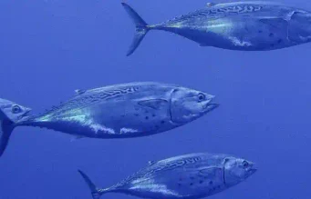 La bacoreta del Atlántico y la del Mediterráneo son especies distintas