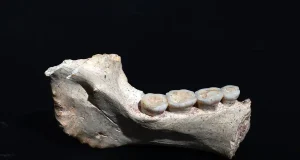 El último antepasado común de los humanos actuales -los neandertales y los denisovanos-, vivió hace entre 765.000 y 550.000 años en Marruecos