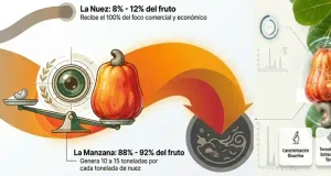 Testan con consumidores dos productos elaborados con el receptáculo del anacardo: un néctar y una crema de untar