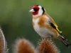Una red de tráfico internacional de fringílidos captura estas aves y las vende en el norte de África