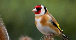 Una red de tráfico internacional de fringílidos captura estas aves y las vende en el norte de África