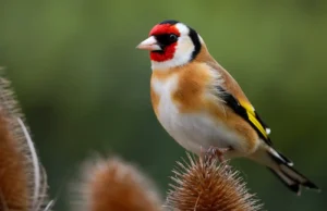 Una red de tráfico internacional de fringílidos captura estas aves y las vende en el norte de África
