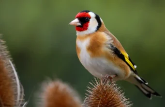 Una red de tráfico internacional de de fringílidos captura estas aves y las vende en el norte de África