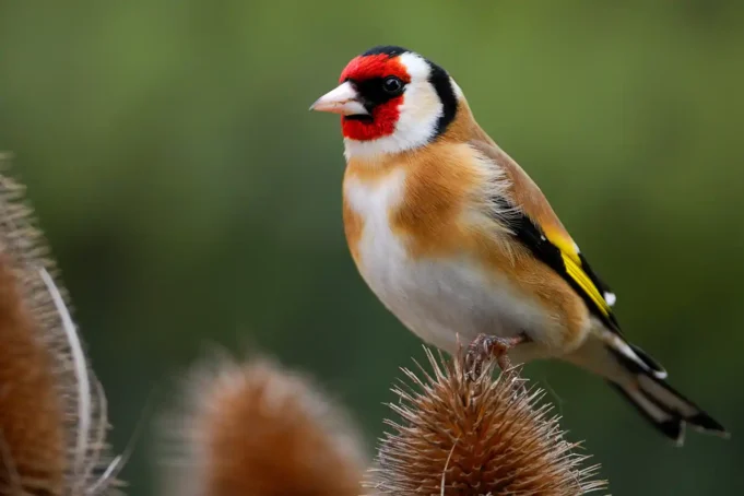 Una red de tráfico internacional de de fringílidos captura estas aves y las vende en el norte de África