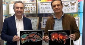 Un TAC de alta resolución desvela los secretos del diminuto escarabajo que amenaza los aguacates