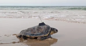 Devuelven a su hábitat natural 35 tortugas bobas que acabaron atrapadas en redes de pesca y recuperadas en centros de fauna amenazada