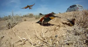 El inventario más completo de vertebrados de Doñana: 700 especies registradas desde principios del siglo XX