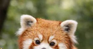 Nuevos fósiles del Mioceno reescriben la compleja evolución del panda rojo, un enigma taxonómico vigente desde hace casi 30 años