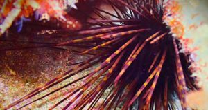 Encuentran importantes núcleos de una especie protegida de erizo de mar en el Estrecho de Gibraltar y el mar de Alborán