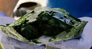Obtienen biomasa microalgas que depuran aguas residuales que podría emplearse como fertilizantes, piensos o biocombustibles