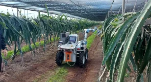 Dragonbot, el robot inteligente que recolecta pitayas y otras frutas delicadas en su punto óptimo de maduración, de forma autónoma y sin dañar la fruta