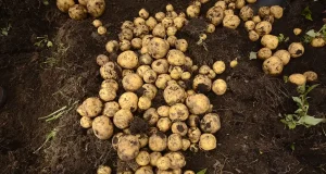 El cruce de una papa criolla colombiana con una peruana mejora la especie