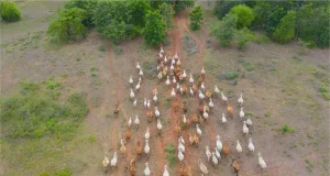 Un algoritmo español para encontrar caminos de animales herbívoros puede ser muy útil en ecosistemas complejos de África, América y Australia