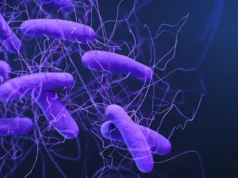 El descubrimiento de los mecanismos moleculares que «despiertan» a la superbacteria Clostridioides difficile podría abrir la puerta nuevos fármacos contra una de las bacterias hospitalarias más peligrosas