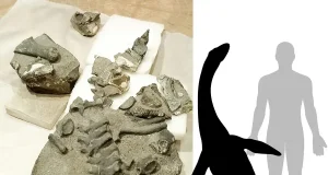Restos de un reptil marino del Jurásico hallado en el desierto de Atacama cuestiona el origen exclusivamente europeo de los Cryptoclidia