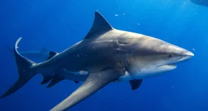 Tiburones prehistóricos de hasta siete metros de largo nadaban por la hoy Colombia hace 90 millones de años