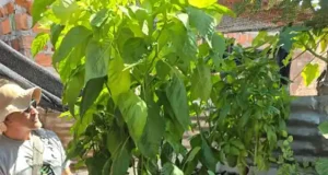 Acuaponía familiar para la producción sostenible de alimentos en comunidades vulnerables de Colombia