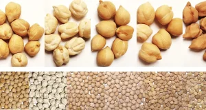Garbanzos, el súper alimento cuya semilla se guarda en bancos de germoplasma españoles