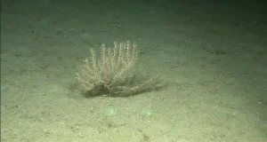 Fotografían espacios de gran valor ecológico del Mar de Alborán y del Estrecho Oriental para evaluar estrategias de conservación
