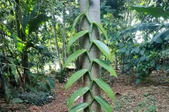 La vainilla del Pacífico vuelve a florecer gracias a la ciencia