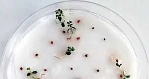 Las semillas no germinan cuando pueden, sino cuando creen que tienen más posibilidades de sobrevivir