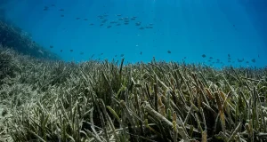 El Mediterráneo español ha perdido hasta el 80% de los bosques marinos en medio siglo, y en el Cantábrico han desaparecido en la mitad de las localidades