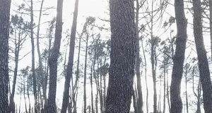 Proteger el suelo tras un incendio es clave para recuperar el ecosistema