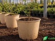 Crean una maceta biodegradable que se descompone en la tierra al sembrar la planta con ella