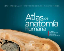 El Atlas de la Anatomía Humana realizado por investigadores chilenos ya puede descargarse gratuitamente en formato electrónico en línea