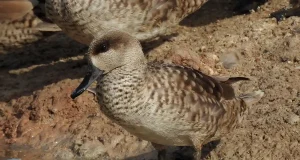 Qué impulsa a la cerceta pardilla a cruzar el Mar de Alborán hacia el norte de África