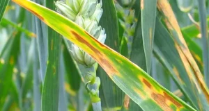 Desvelan un mecanismo clave que permite al hongo Zymoseptoria tritici infectar la hoja de trigo de manera efectiva