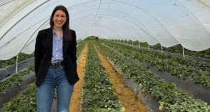 Aplicar sustancias naturales a los cultivos de pimiento verde protege al producto durante el almacenamiento en frío