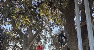 Nuevos refuerzos para la estructura de la encina de la Peana de Serón para que resista los embates del viento