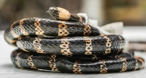 El archivo de reptiles de la UNAL conserva el 72% de las especies descubiertas en Colombia