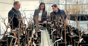El IMIDA alberga la primera colección nacional de portainjertos de vid certificados para mantener plantas madre