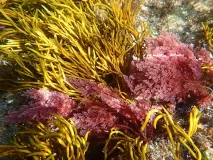 Detectada por primera vez en las costas de Galicia la macroalga invasora tropical Asparagopsis taxiformis