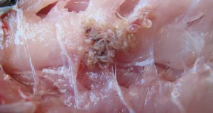 Cómo evitar parásitos alimentarios en la mesa como el anisakidosis, la triquinelosis, las infecciones por tenias y la toxoplasmosis
