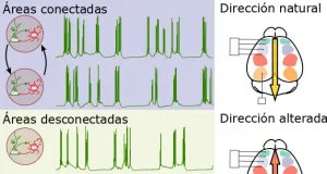 La ondas lentas del cerebro podrían servir para conocer mejor algunos estados del sueño profundo, la anestesia o la epilepsia