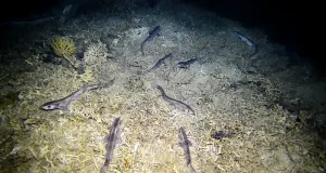 Detectan niveles elevados de mercurio en el músculo de la pintarroja que habita el Mediterráneo catalán