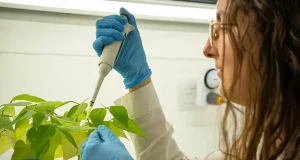 Desarrollan una “vacuna” que fortalece el sistema inmune de las plantas