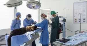 Los perros también tienen alzhéimer y hay genes que predisponen al animal a desarrollarlo