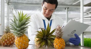 El Banco de Germoplasma de Piña de Colombia conserva 75 tipos distintos de esta fruta