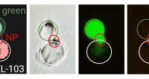 Desarrollan una nanopartícula que restablece la comunicación entre las células cancerosas y las sanas